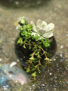 terrarium making, succulent, plant life, Miami art classes, green thumb